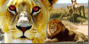 Images lions
